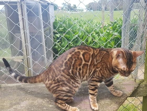 Photo 1 of Seamus the Male Bengal cat.