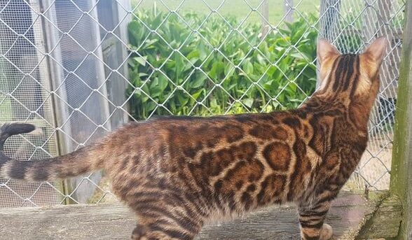 Photo 2 of Seamus the male Bengal cat.