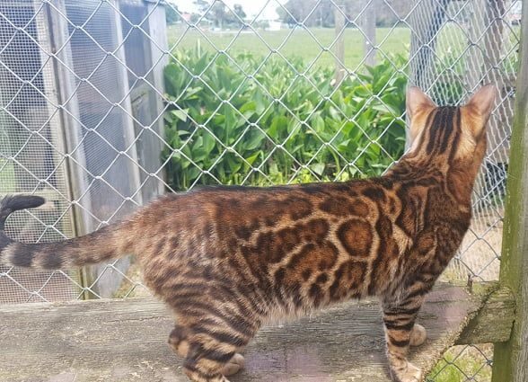Photo 2 of Seamus the Male Bengal cat.