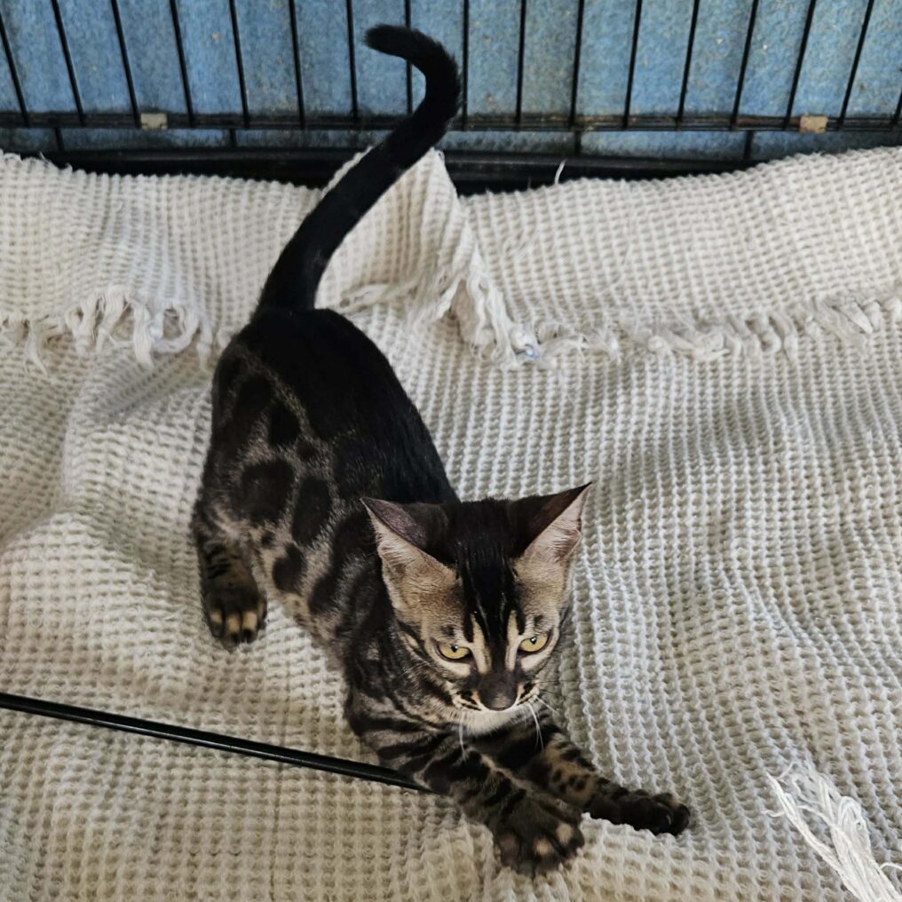 Photo 1 of Black Gem the female Bengal cat.