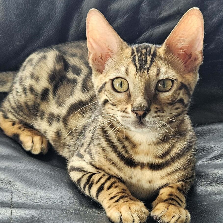 Photo 2 of What a Stunner the female Bengal cat.