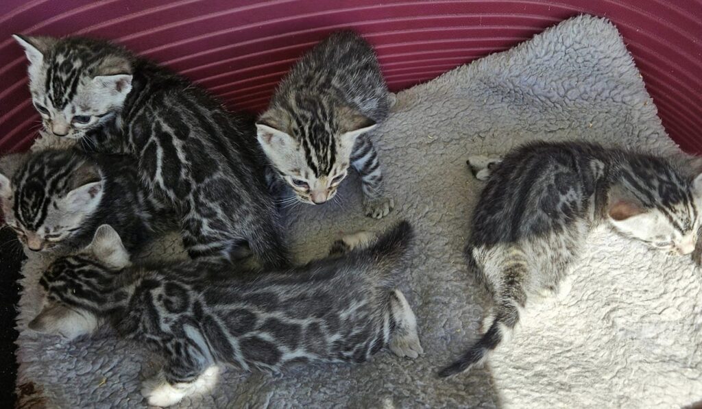 Photo 2 of Sky's pure Silvers