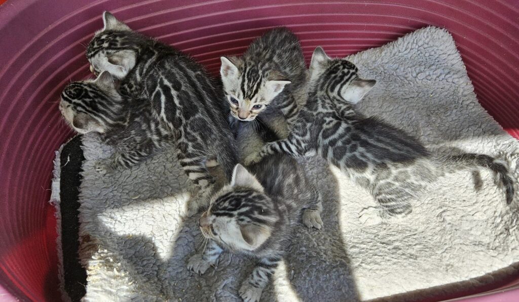 Photo 1 of Sky's pure Silvers