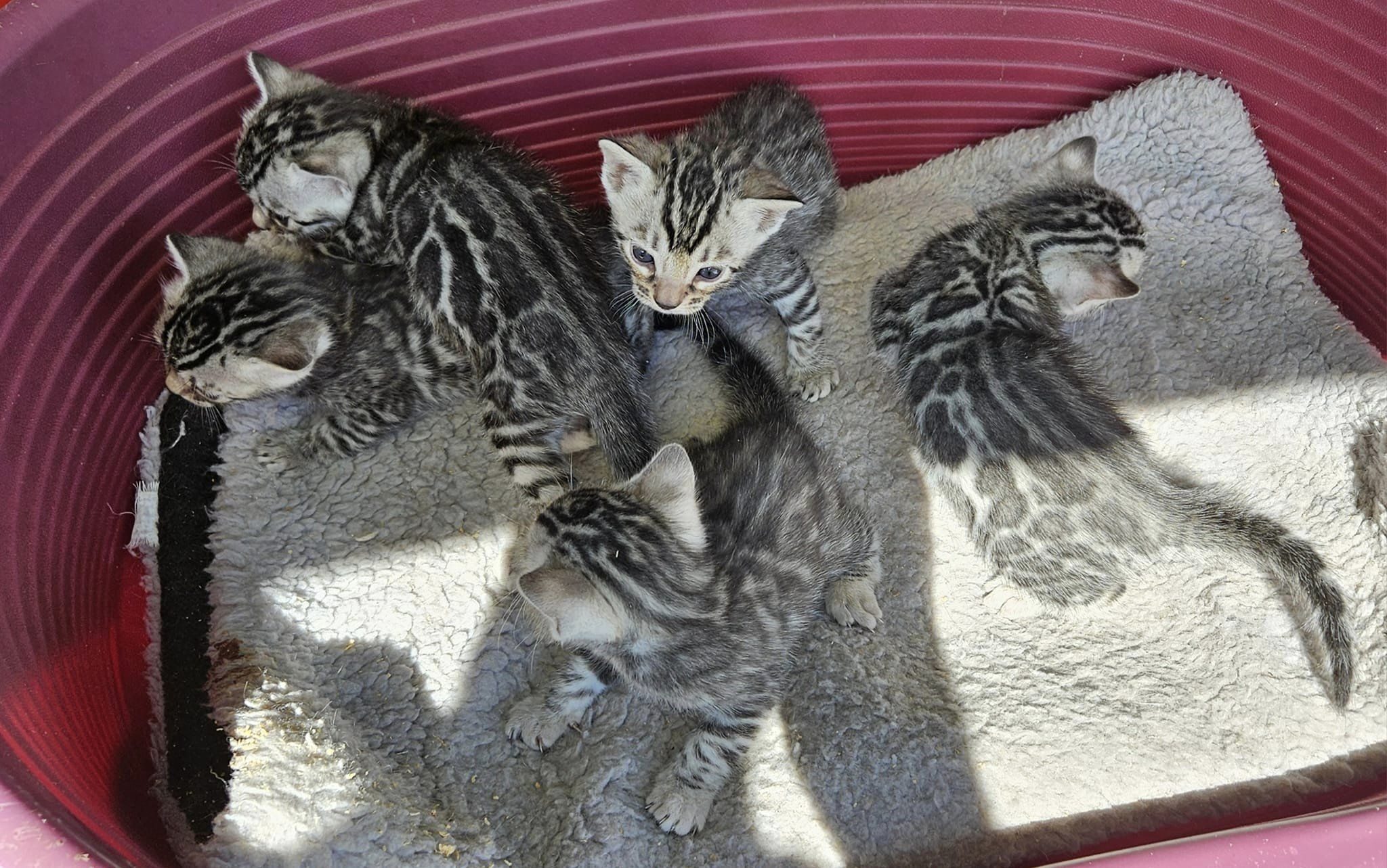 Photo 3 of Sky's pure Silvers the Bengal kitten.