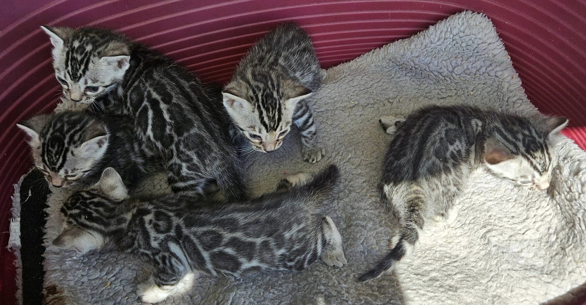 Photo 2 of Sky's pure Silvers the Bengal kitten.