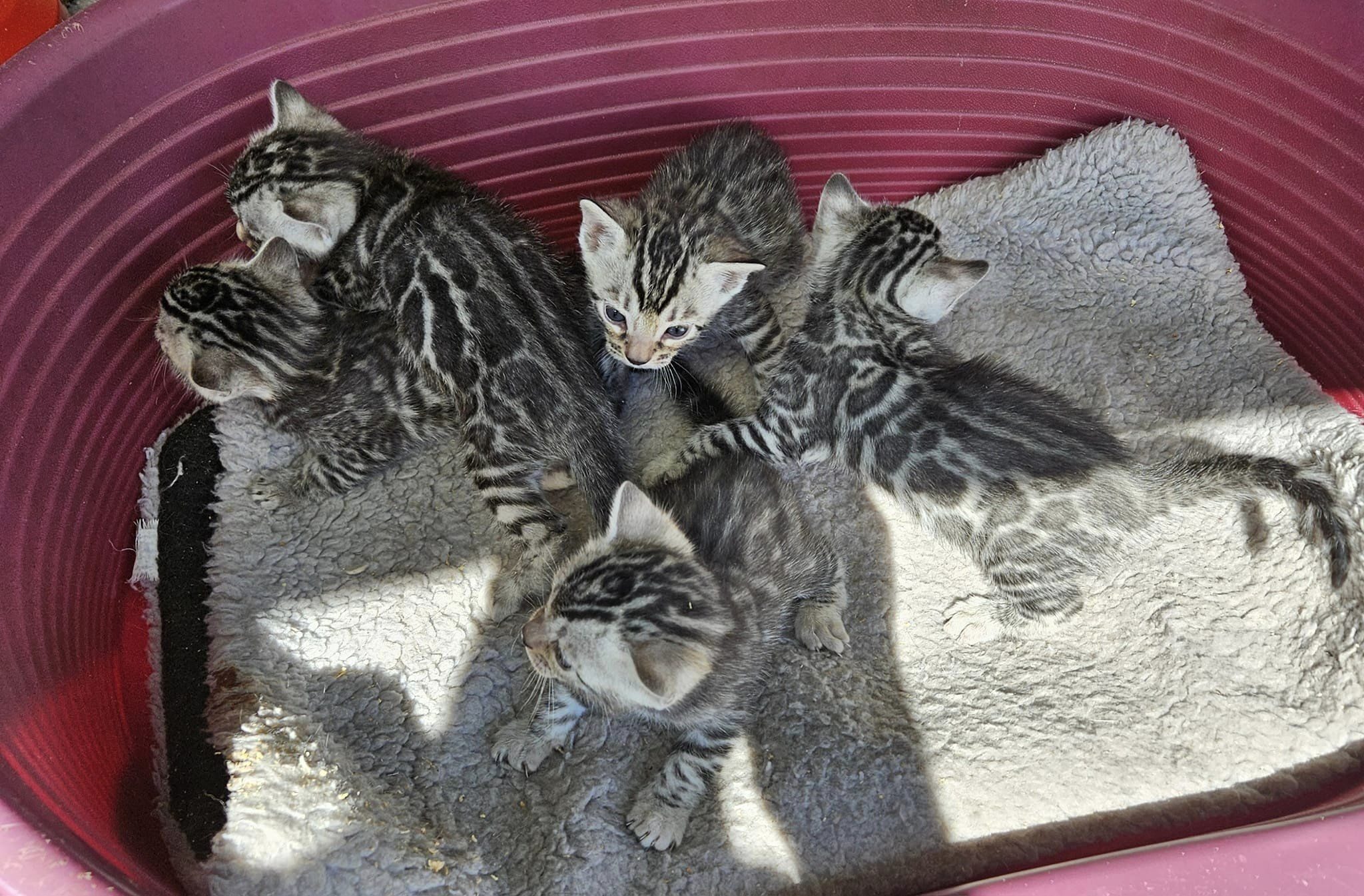 Photo 1 of Sky's pure Silvers the Bengal kitten.