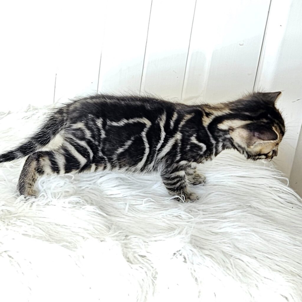 Photo 1 of Black Magic the male Bengal cat.