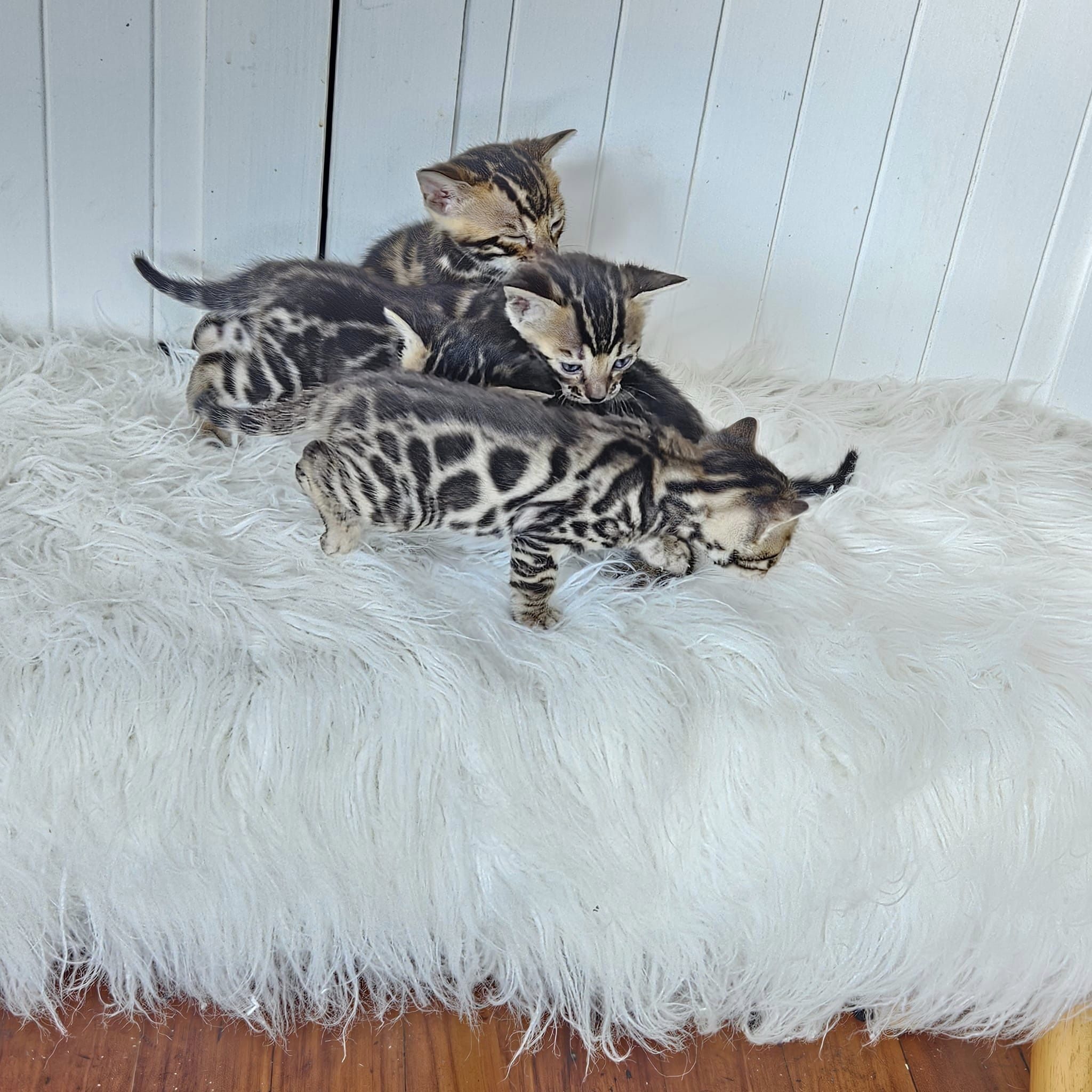 Photo 3 of Black Magic the Bengal kitten.
