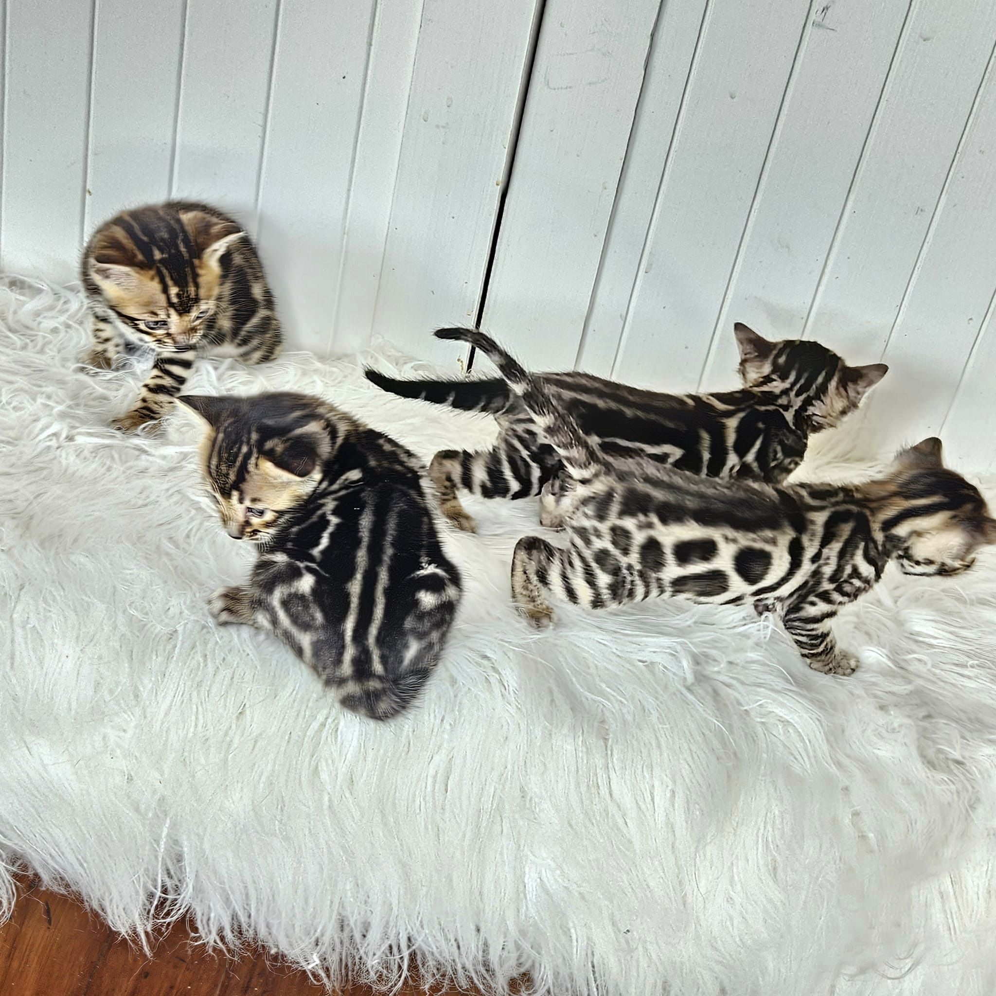 Photo 4 of Black Magic the Bengal kitten.