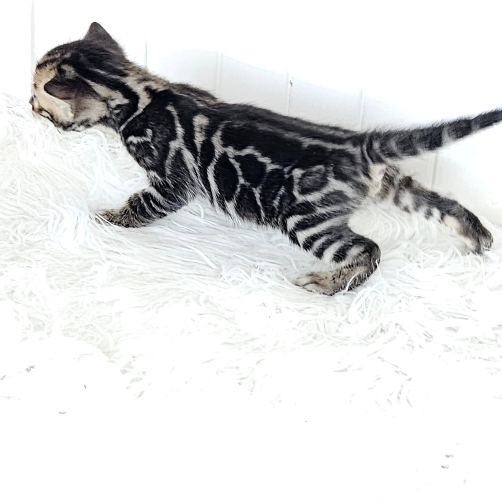Photo 2 of Black Magic the Bengal kitten.