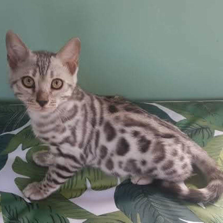 Photo 2 of Handsome Boy-SOLD the male Bengal cat.