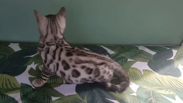 Photo 5 of Handsome Boy-SOLD the Bengal kitten.