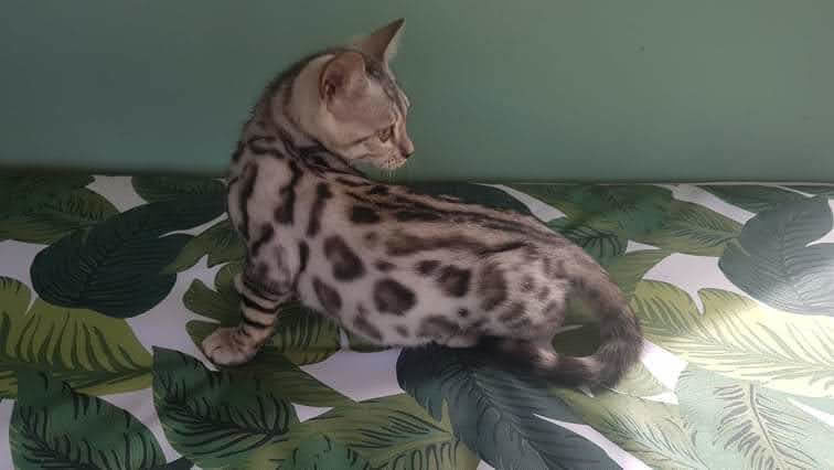 Photo 2 of Handsome Boy-SOLD the Bengal kitten.