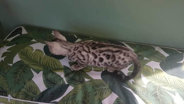 Photo 3 of Handsome Boy-SOLD the Bengal kitten.