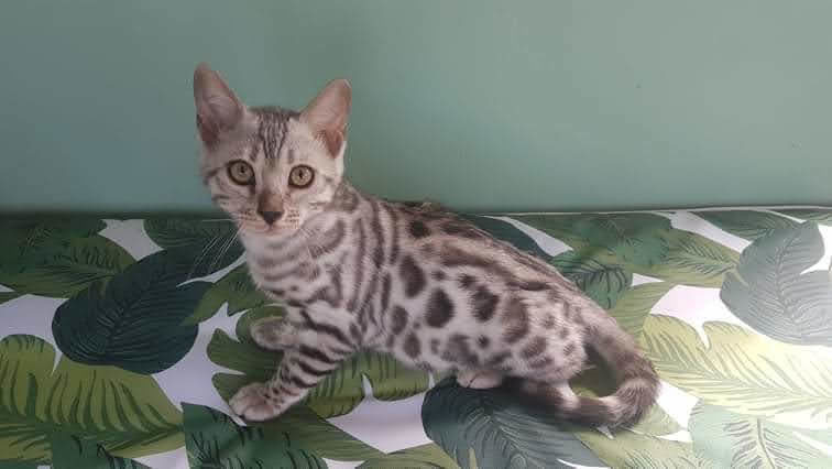 Photo 1 of Handsome Boy-SOLD the Bengal kitten.