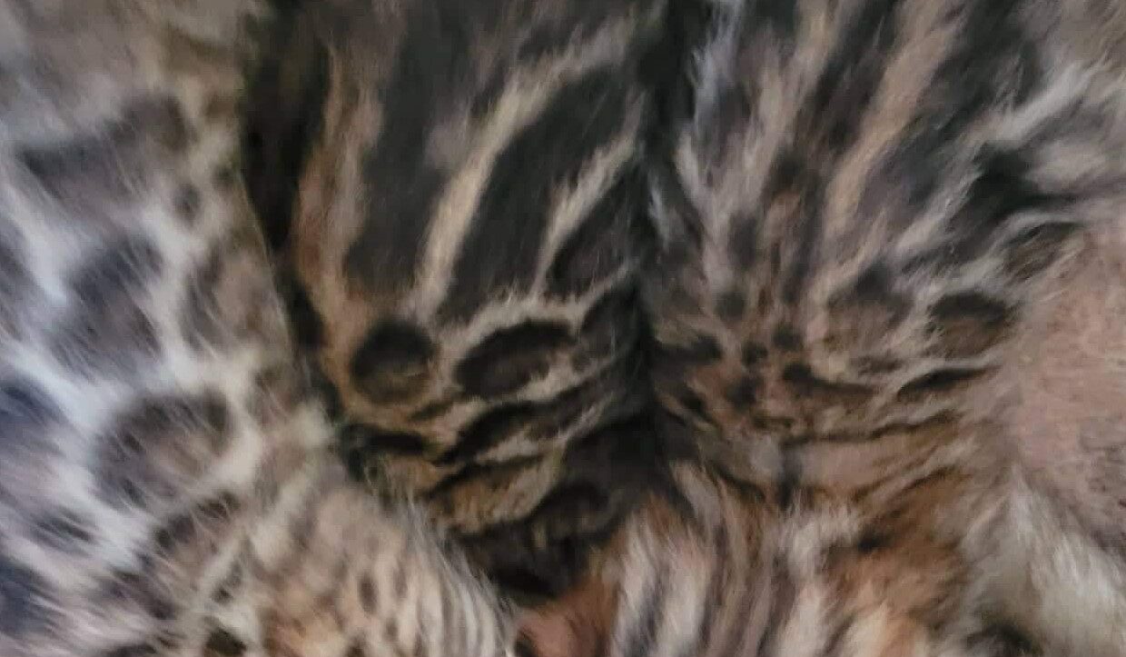 Photo 1 of Carol and her 5 Babies