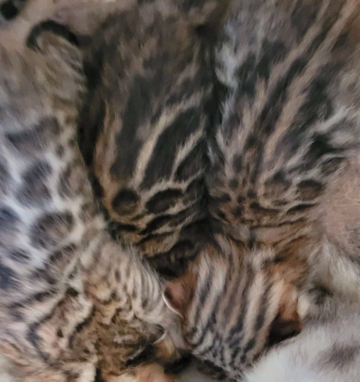 Photo 1 of Carol and her 5 Babies the Bengal kitten.