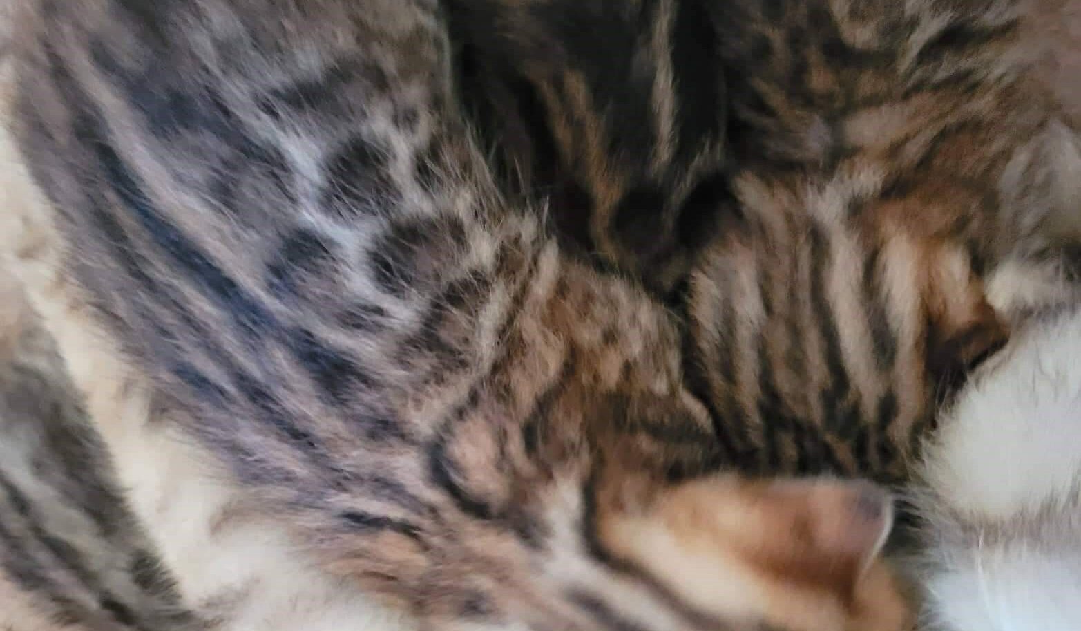 Photo 2 of Carol and her 5 Babies