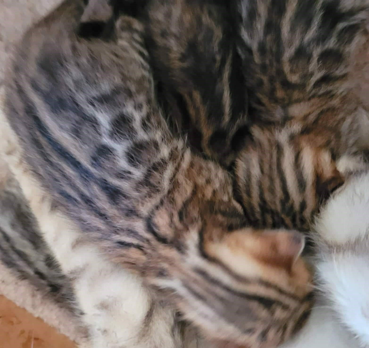 Photo 2 of Carol and her 5 Babies the Bengal kitten.