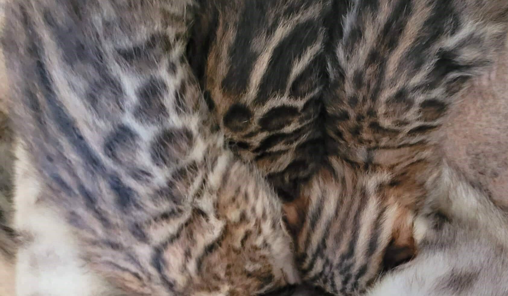 Photo 3 of Carol and her 5 Babies