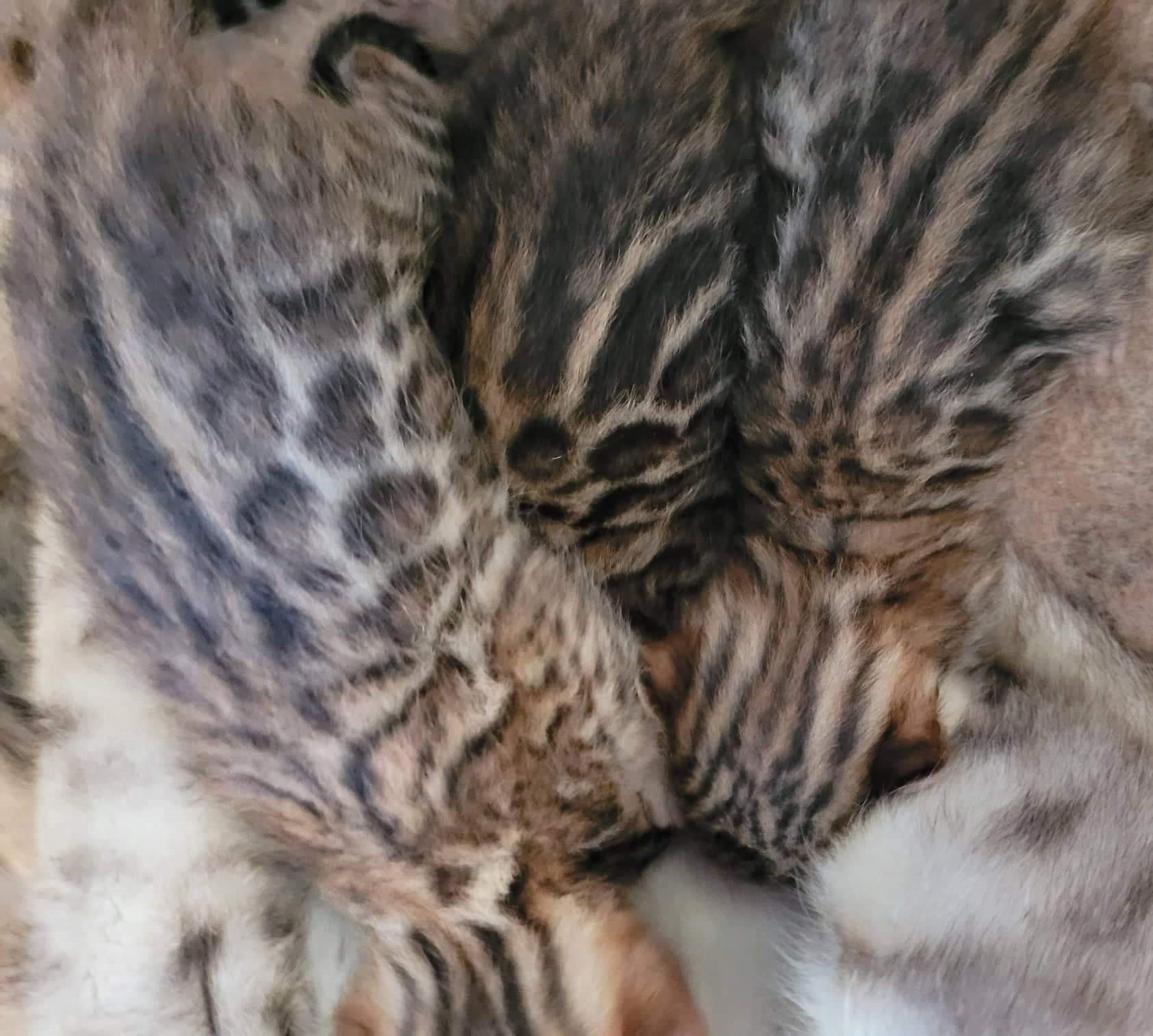 Photo 3 of Carol and her 5 Babies the Bengal kitten.