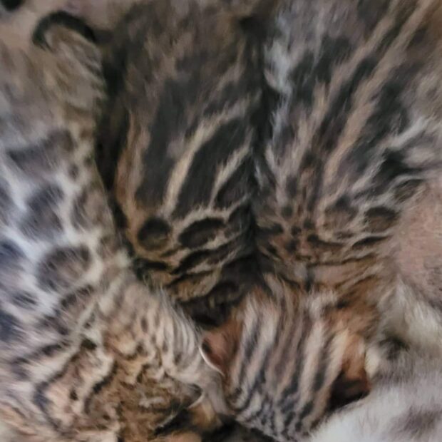 Photo 1 of Carol and her 5 Babies the male Bengal cat.