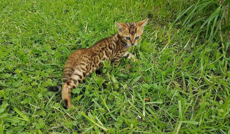 bengal kitten . Bengal cats for sale nz — Pride of Eire Bengals
