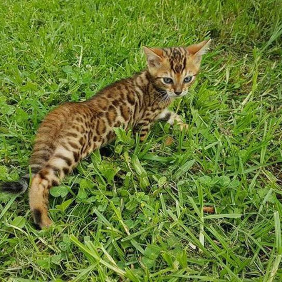 Photo 1 of Rocky the male Bengal cat.