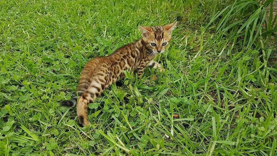 Photo 1 of Rocky the Bengal kitten.