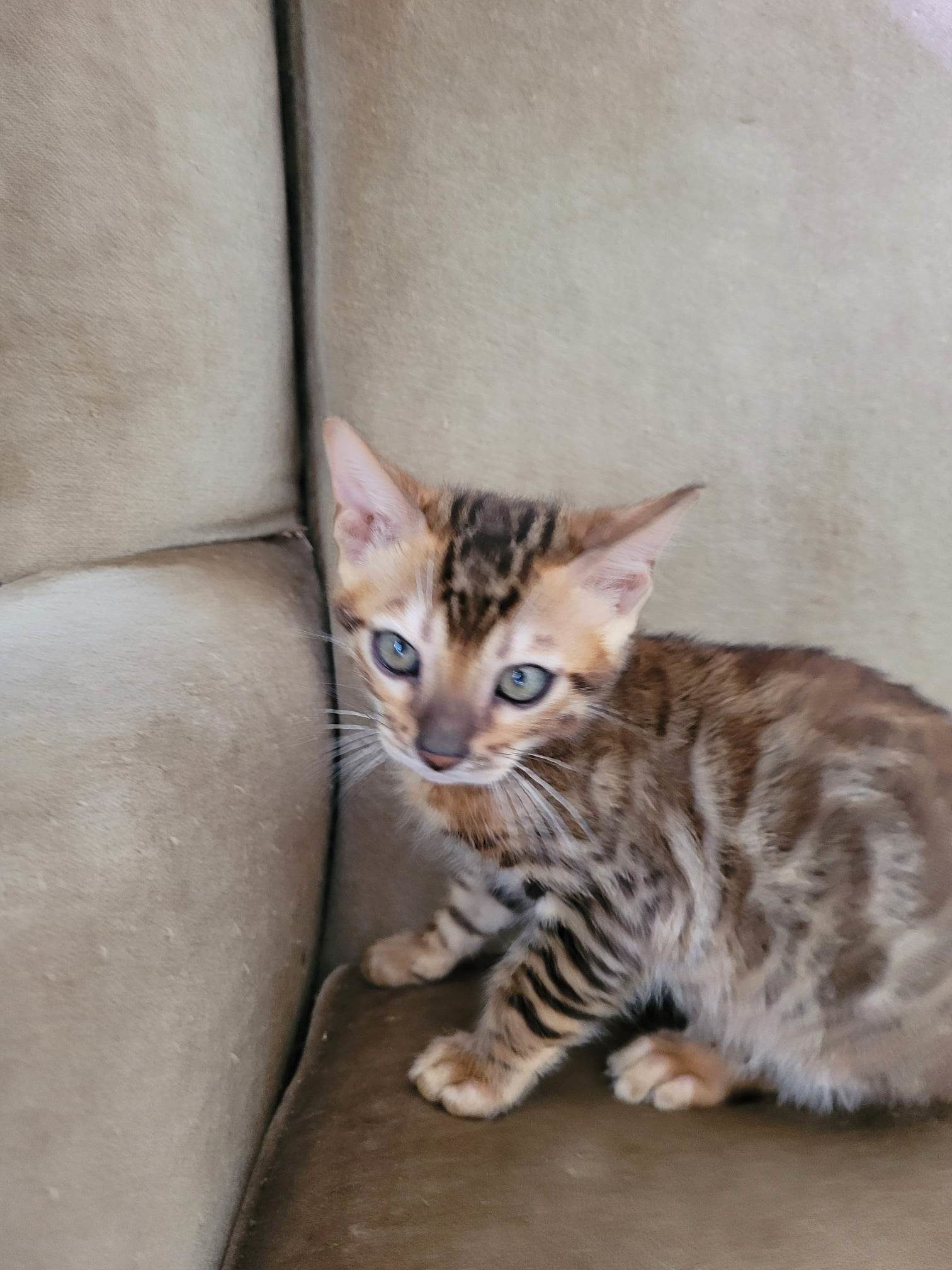 Photo 3 of Rambo- Sold the Bengal kitten.