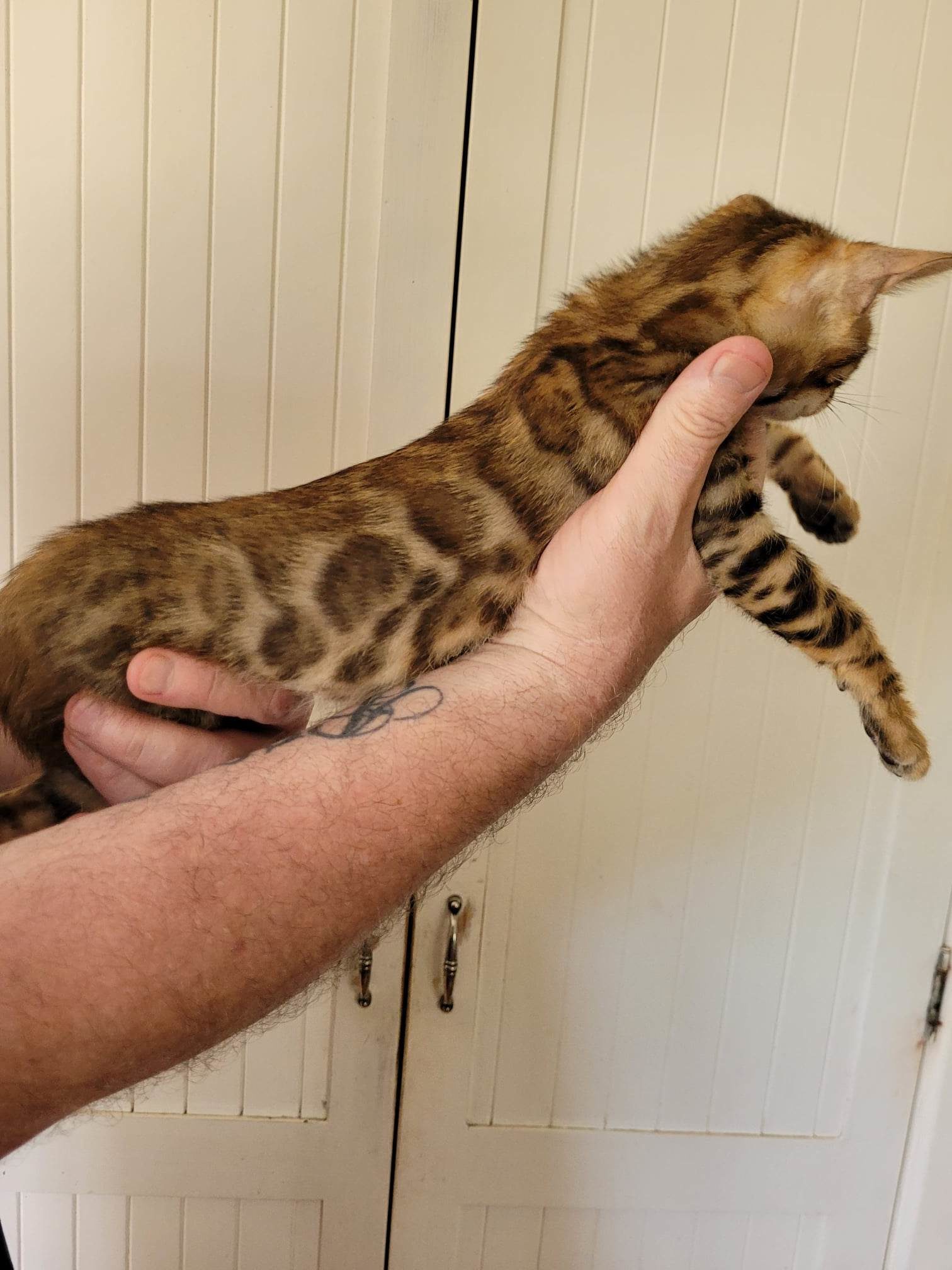 Photo 2 of Rambo- Sold the Bengal kitten.