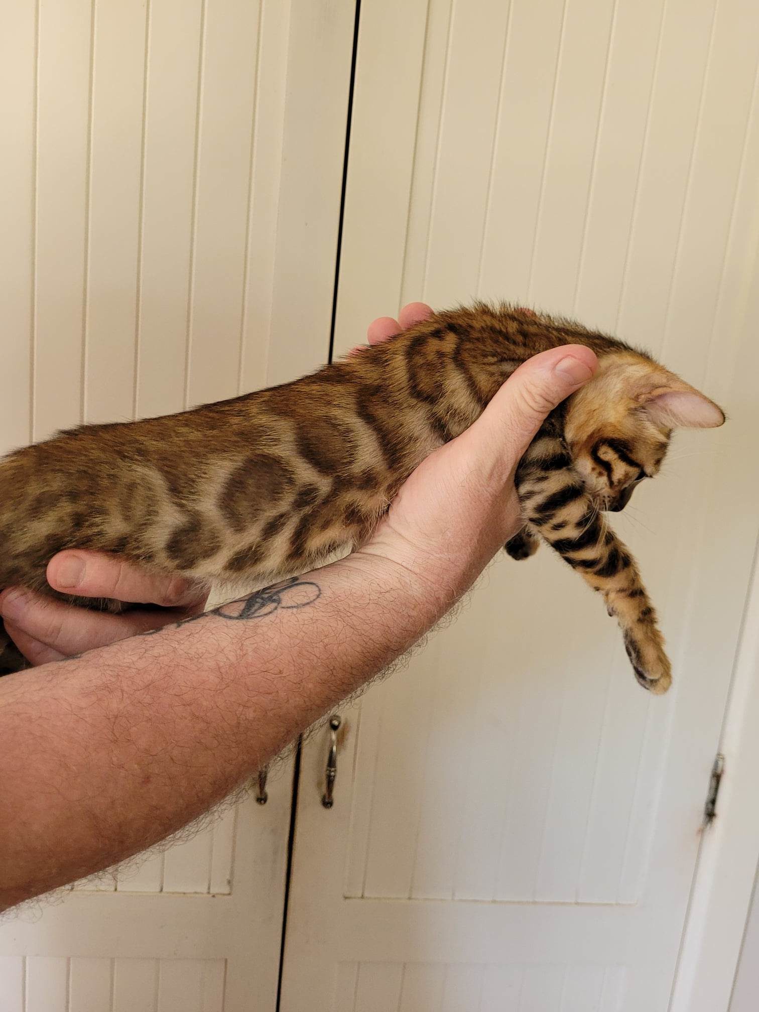Photo 5 of Rambo- Sold the Bengal kitten.