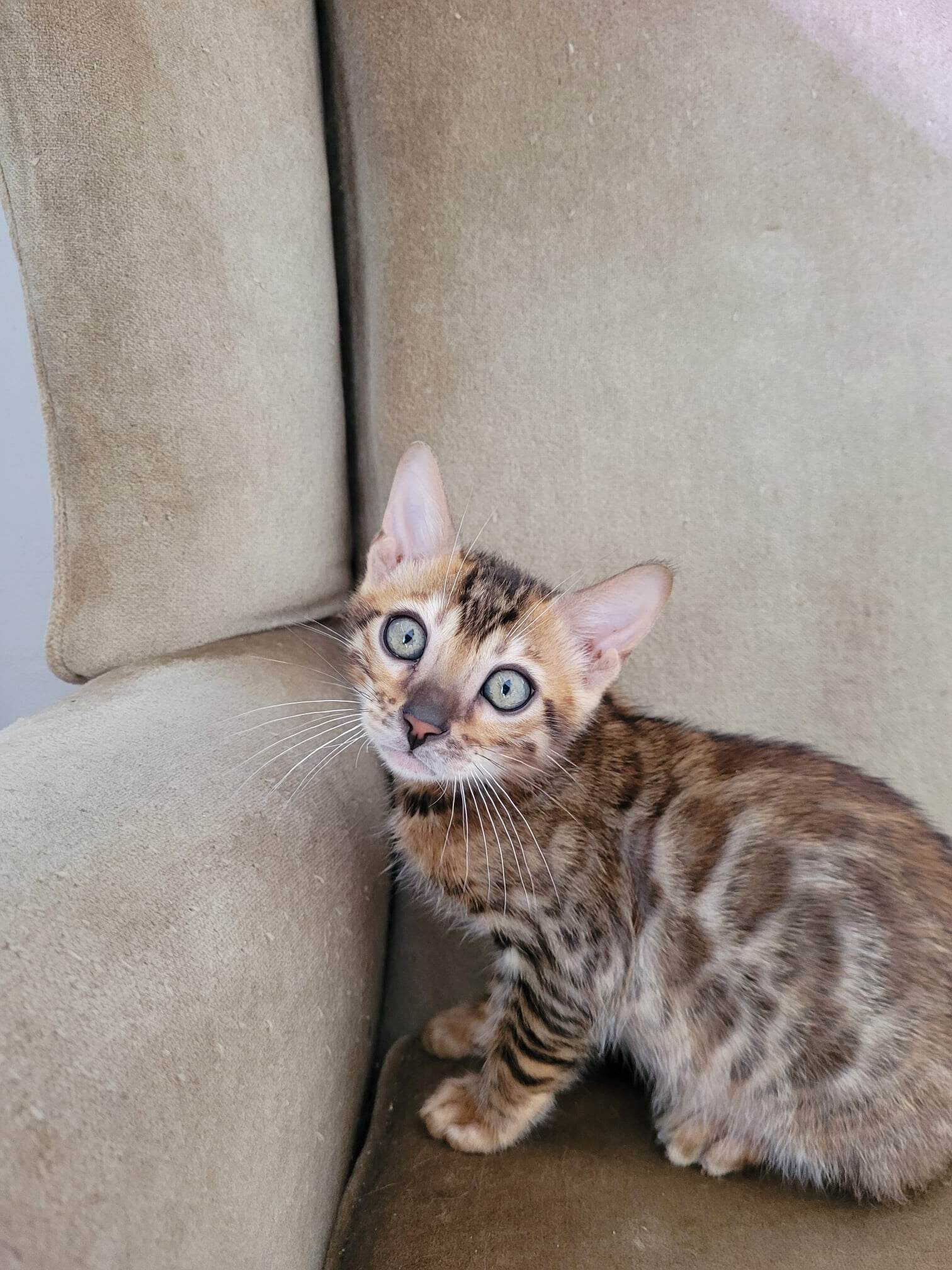 Photo 1 of Rambo- Sold the Bengal kitten.