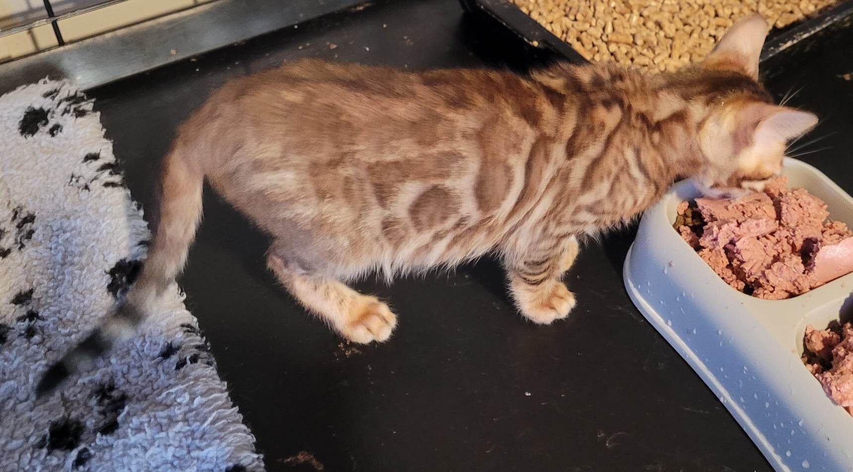 Photo 7 of Rambo- Sold the Bengal kitten.
