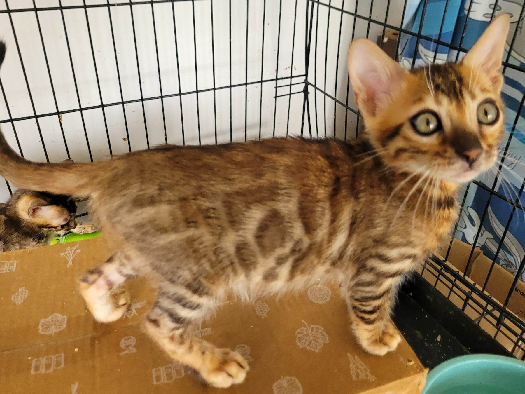 Photo 6 of Rambo- Sold the Bengal kitten.