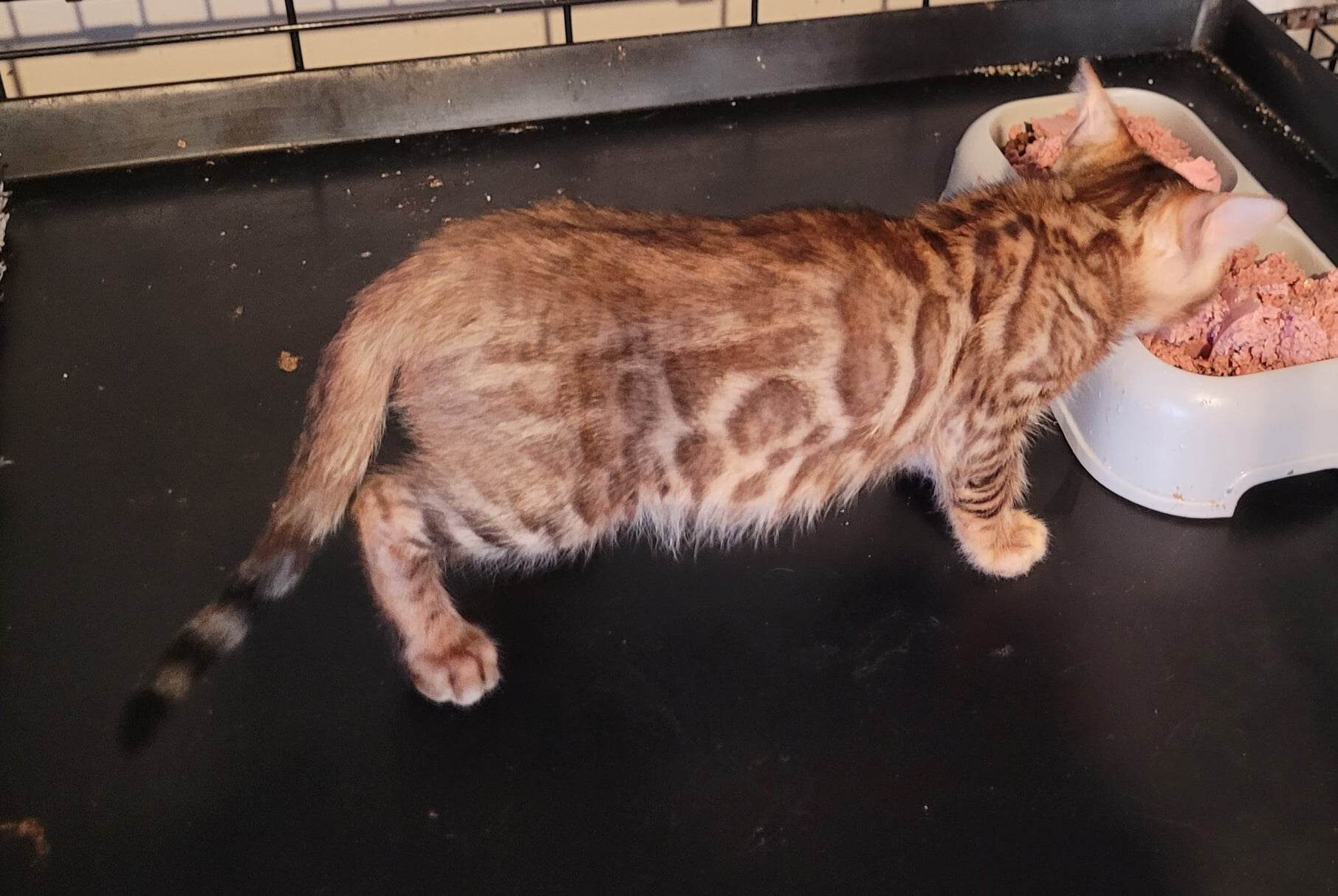 Photo 8 of Rambo- Sold the Bengal kitten.