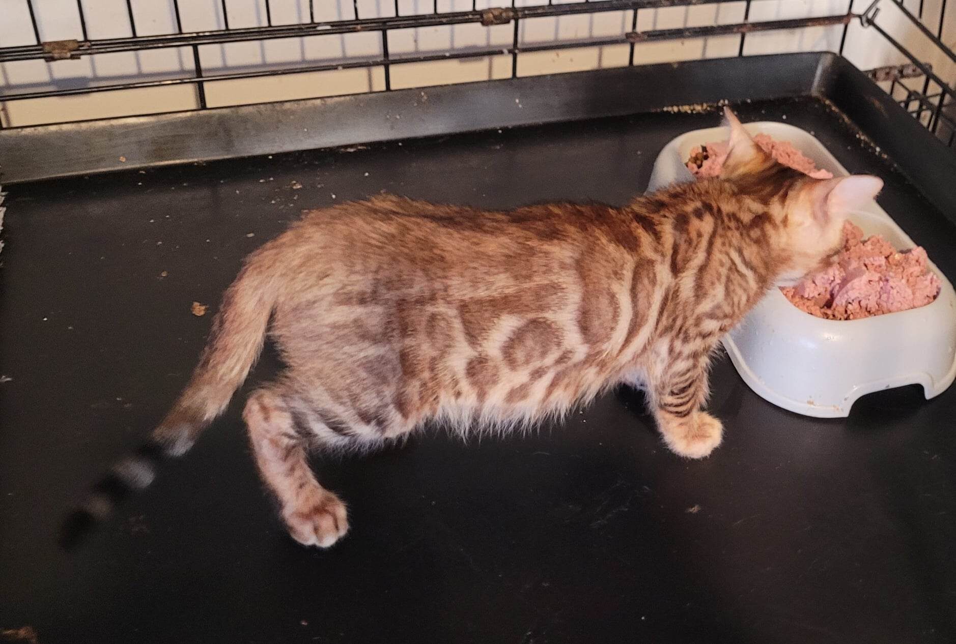 Photo 9 of Rambo- Sold the Bengal kitten.