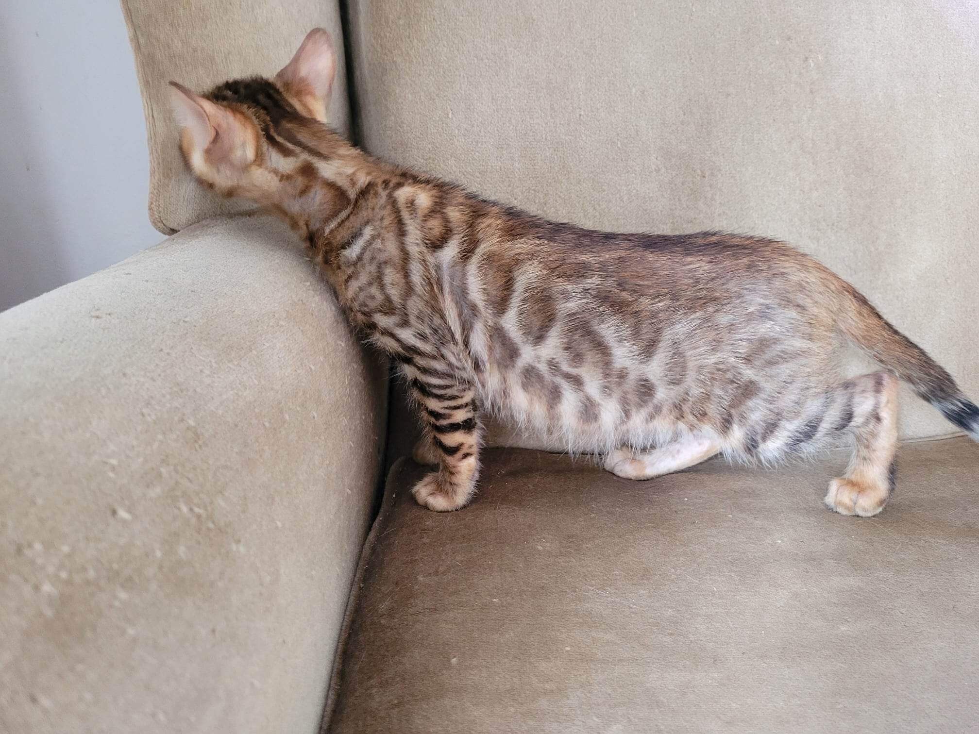 Photo 4 of Rambo- Sold the Bengal kitten.
