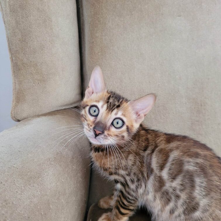 Photo 1 of Rambo- Sold the male Bengal cat.