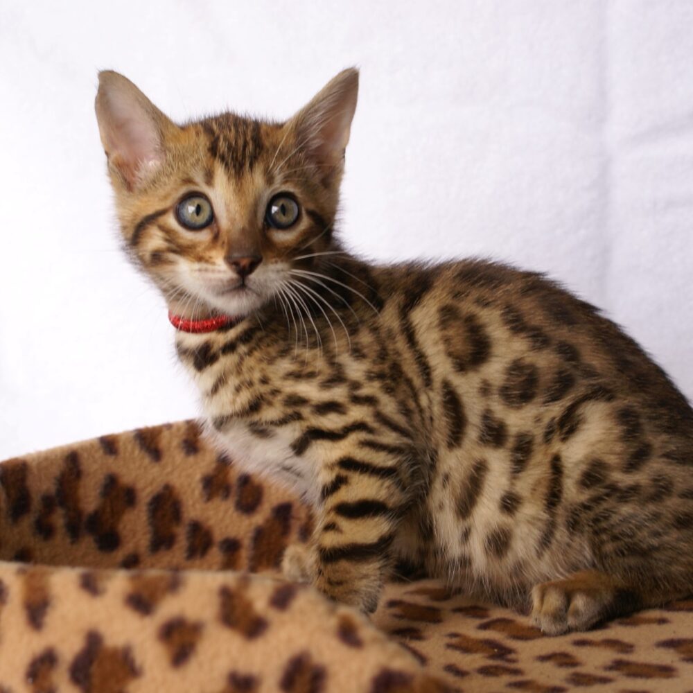 Photo 1 of Aru the male Bengal cat.