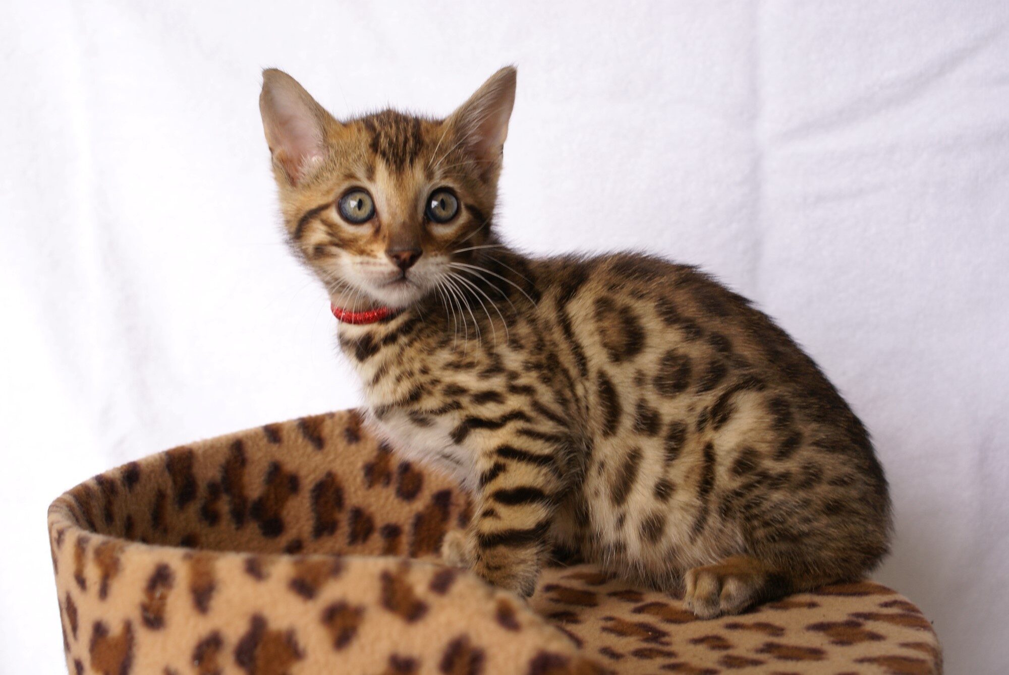 Photo 1 of Aru the Bengal kitten.