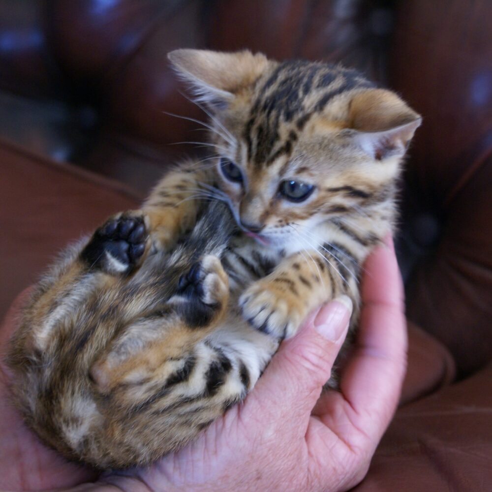 Photo 3 of Glow the female Bengal cat.