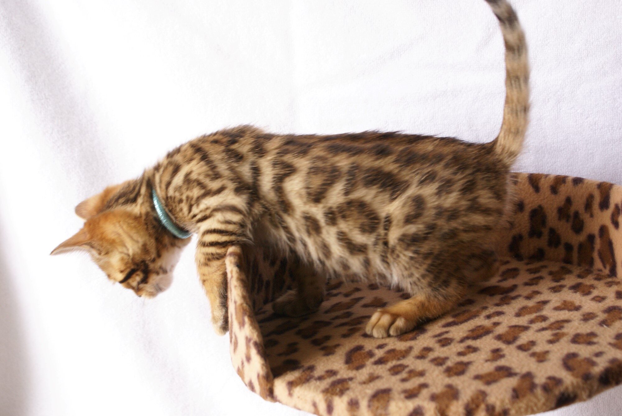 Photo 2 of Glow the Bengal kitten.