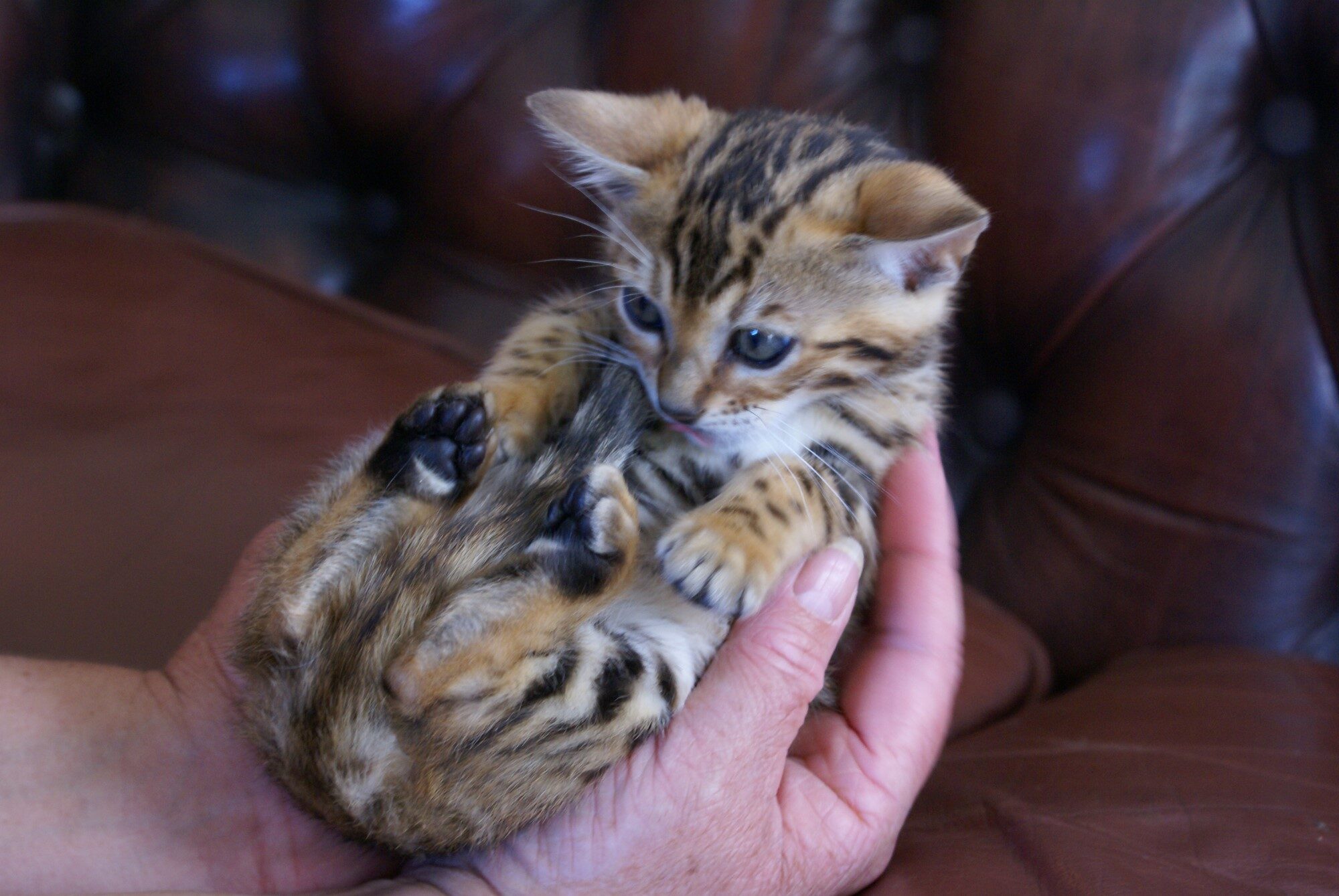 Photo 1 of Glow the Bengal kitten.