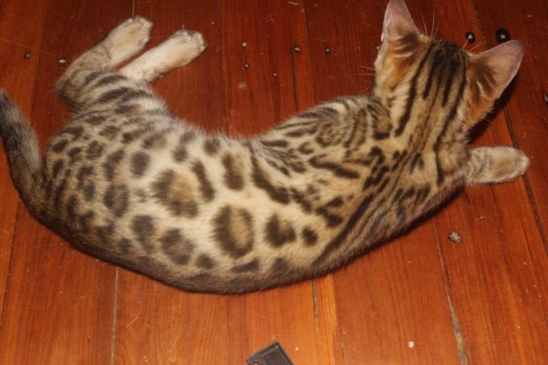 Photo 3 of Glow the Bengal kitten.