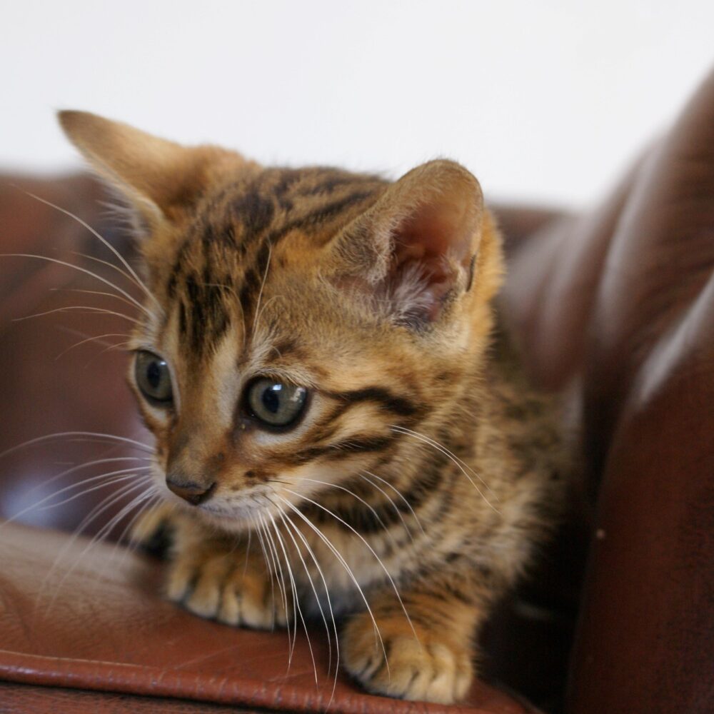 Photo 2 of Kovu the male Bengal cat.