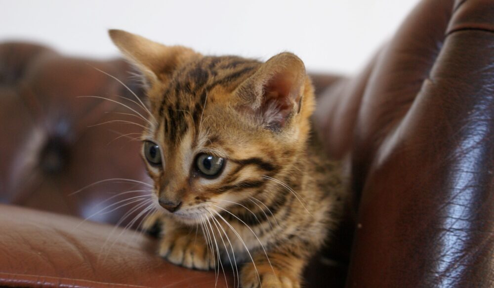 Photo 1 of Kovu
