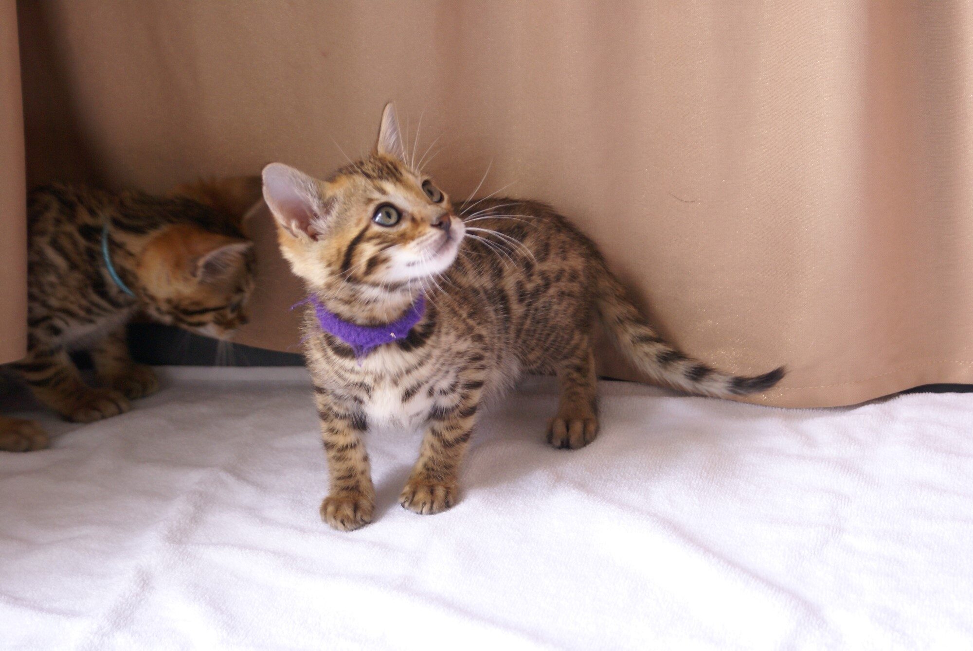 Photo 2 of Kovu the Bengal kitten.