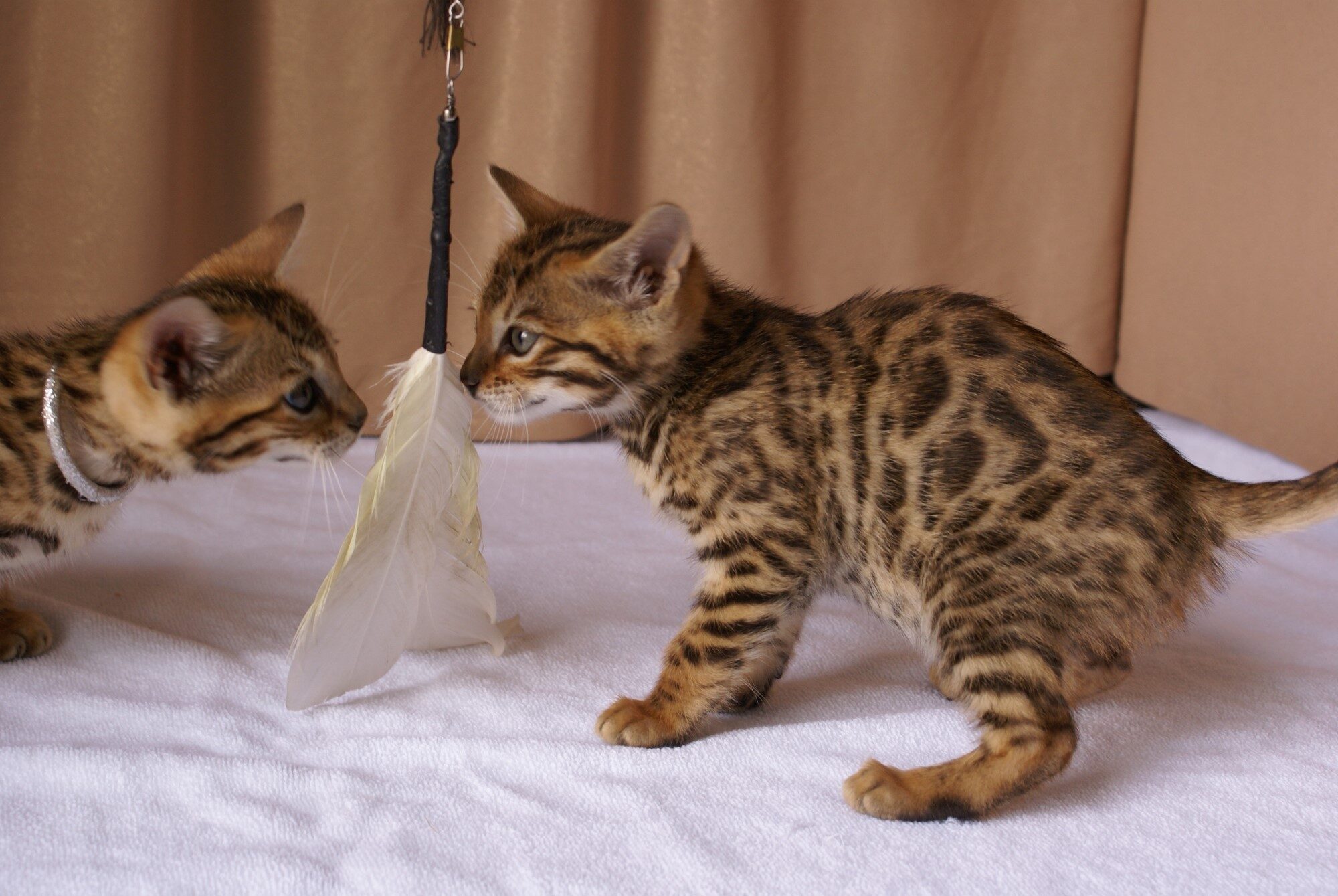 Photo 3 of Kovu the Bengal kitten.