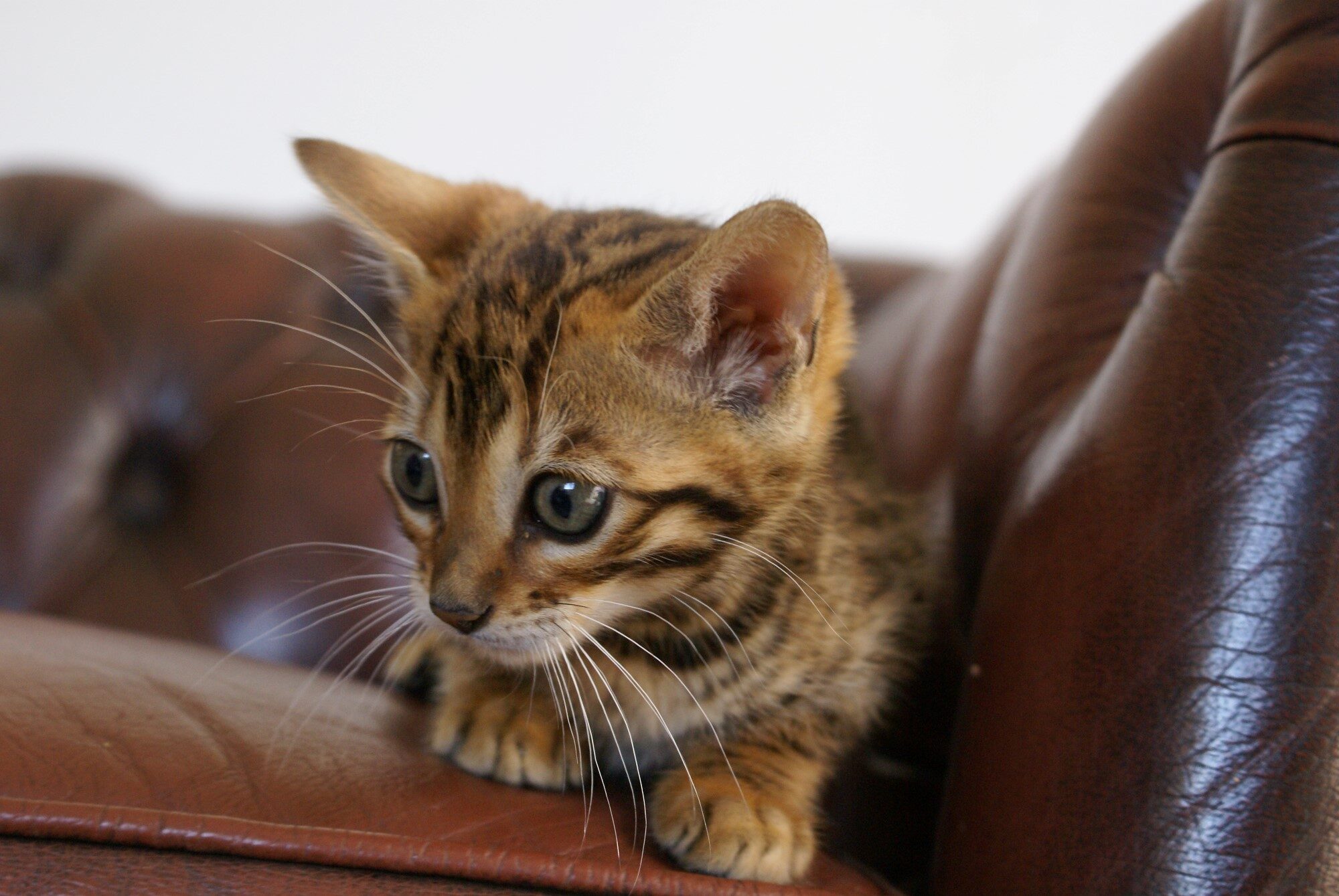 Photo 1 of Kovu the Bengal kitten.